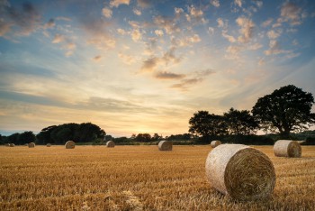 Country harvest scene at sunset